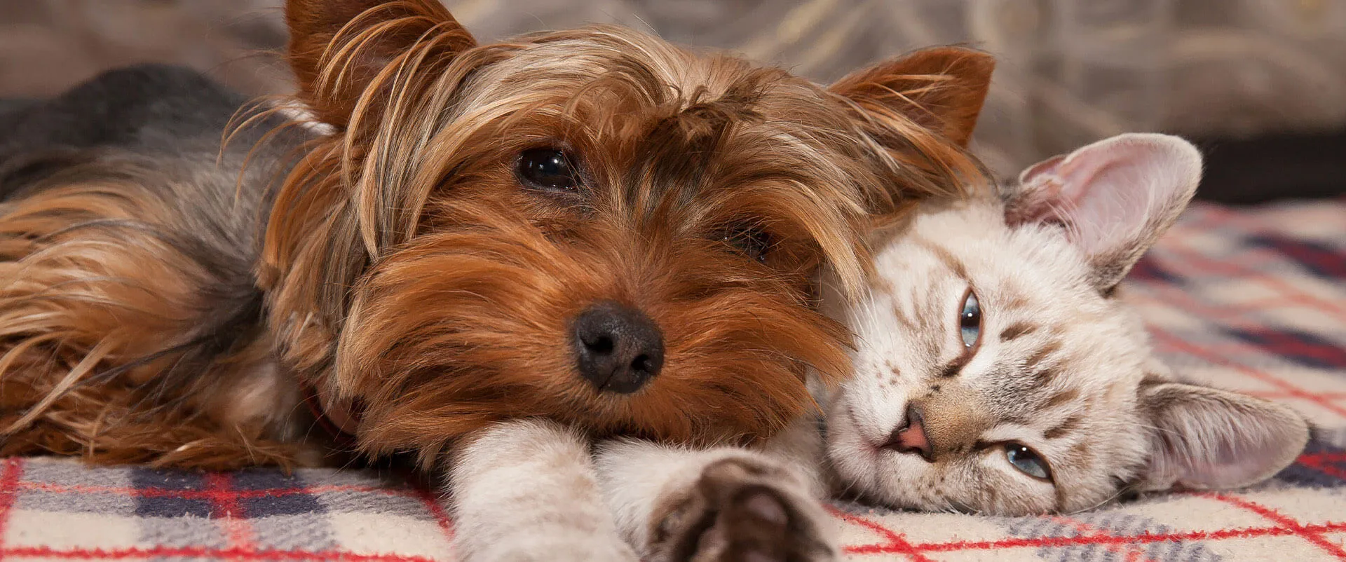 A Yorkshire terrier and a cat lying together on a blanket
