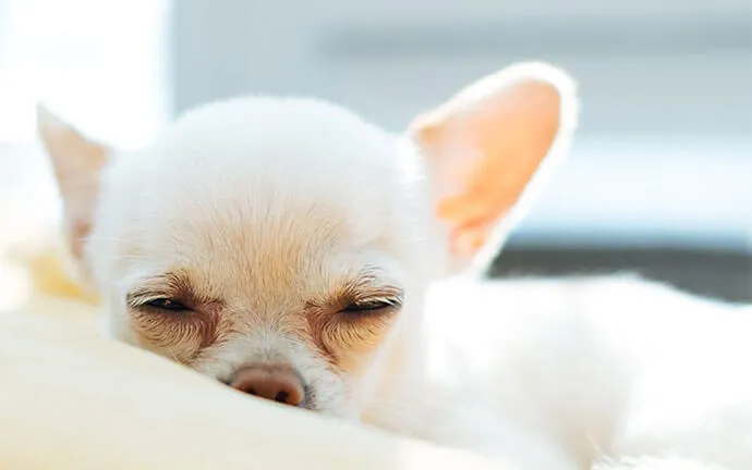 A small cream-colored dog sleeping on a fluffy blanket