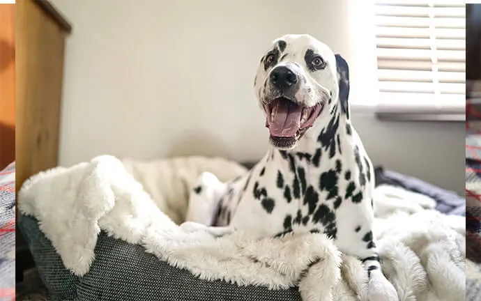 A Dalmatian sitting in a cozy dog bed