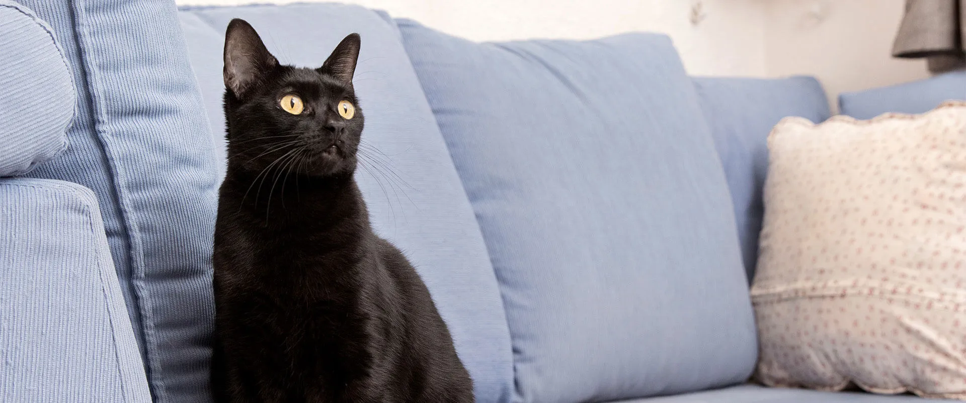 A black cat sitting on a gray sofa