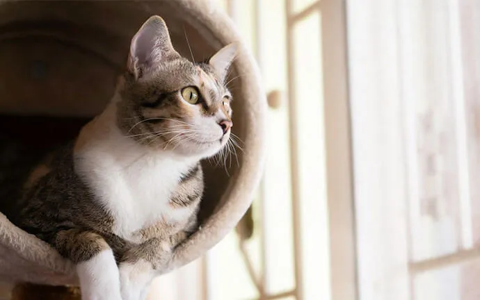 A tabby and white cat peeking out of a cat bed