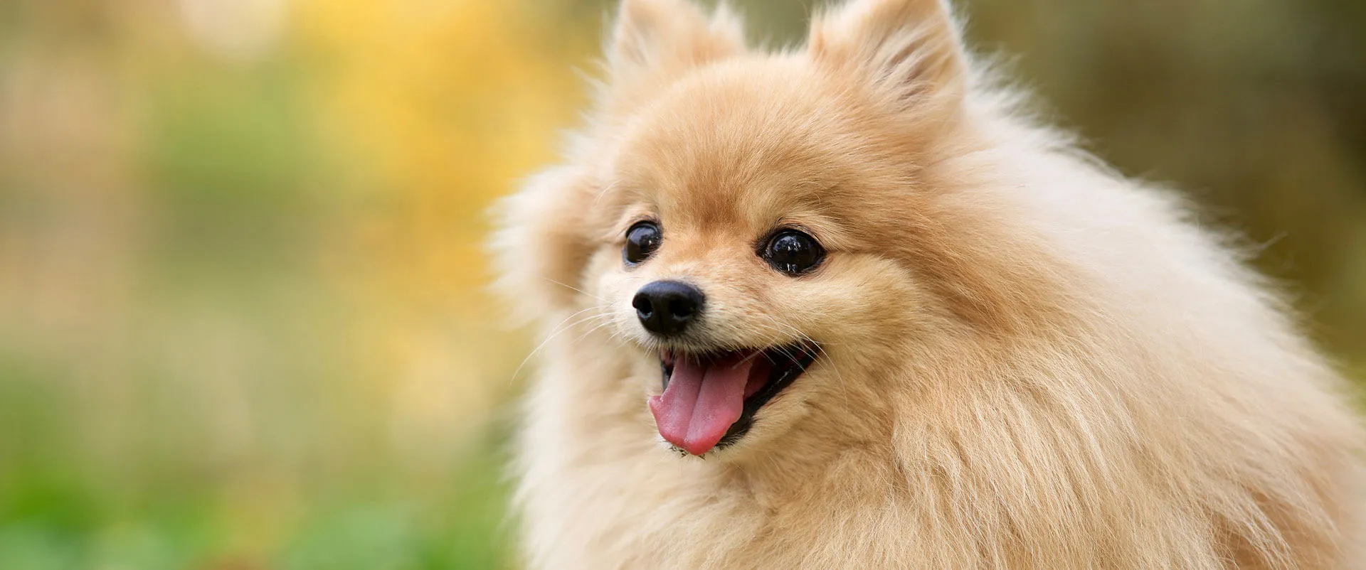 A smiling Pomeranian