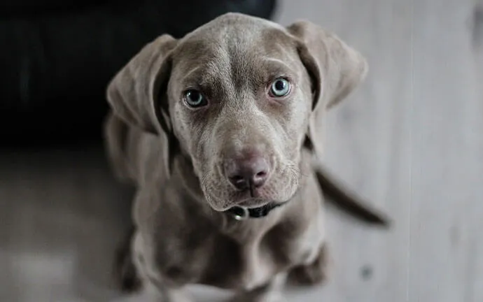 A gray puppy looking up at the camera