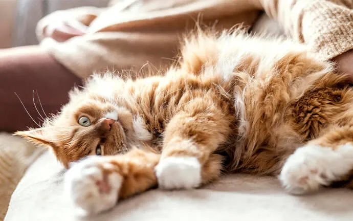 An orange and white cat stretched out on a bed