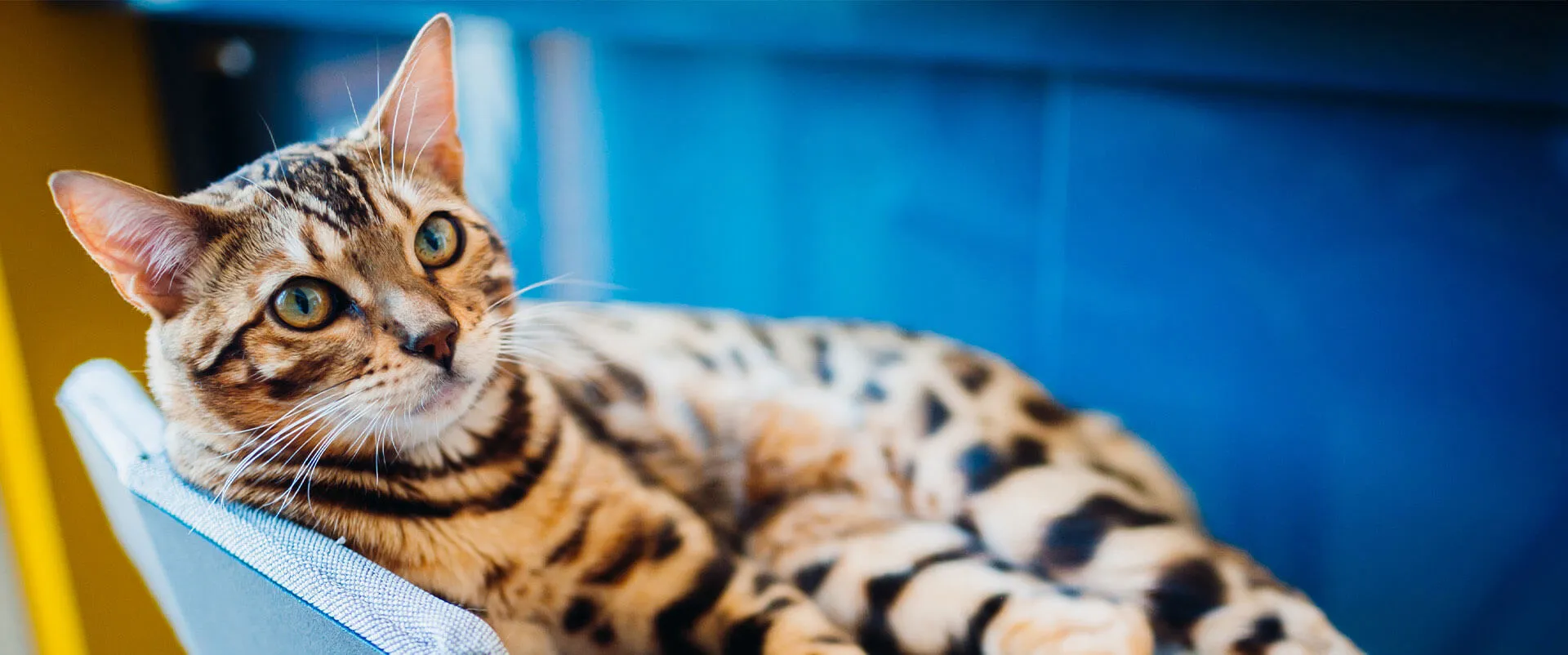 A Bengal cat lying on a blue blanket