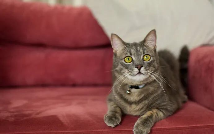 A gray tabby cat lounging on a red sofa