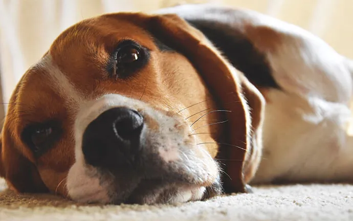 A beagle resting its head on the carpet