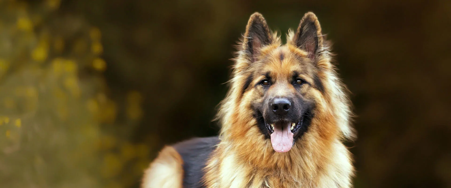 A happy German shepherd