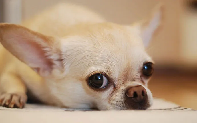 A Chihuahua resting its chin on the floor