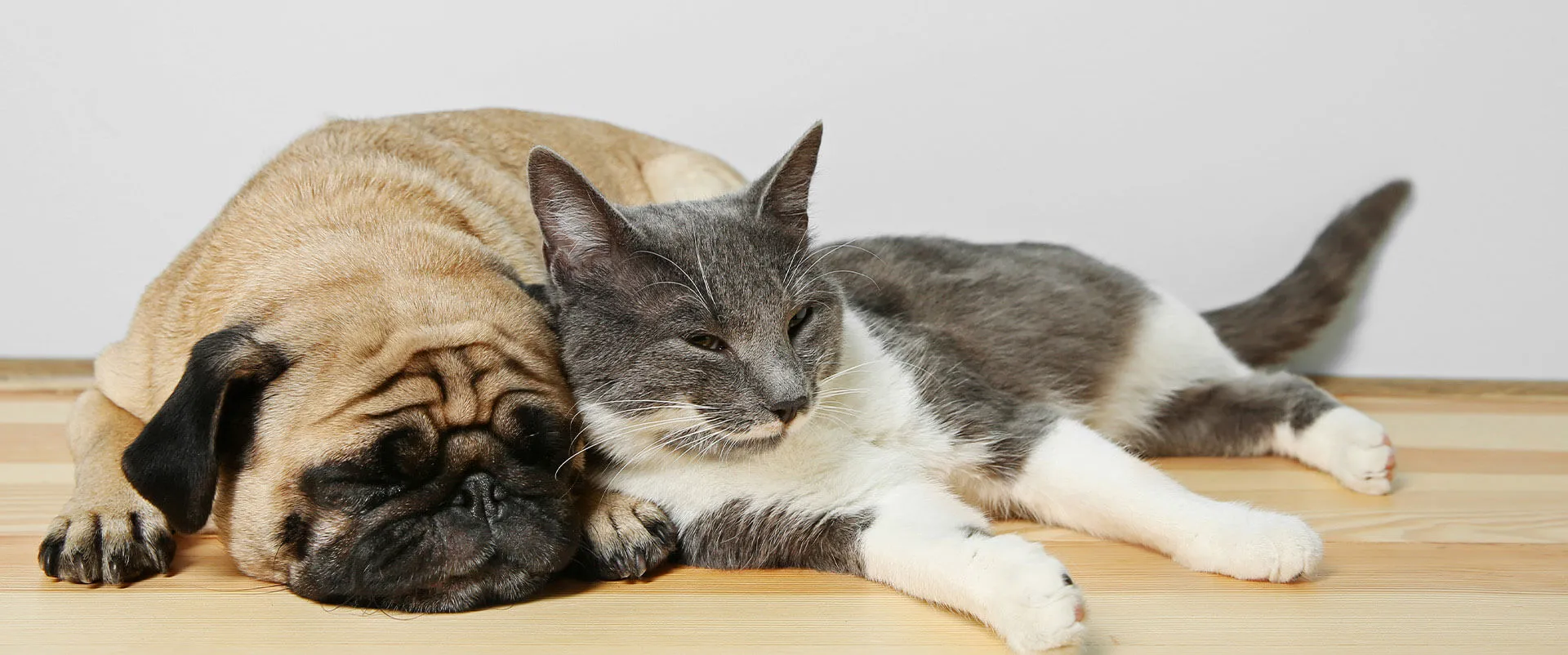 A pug and a gray cat napping together