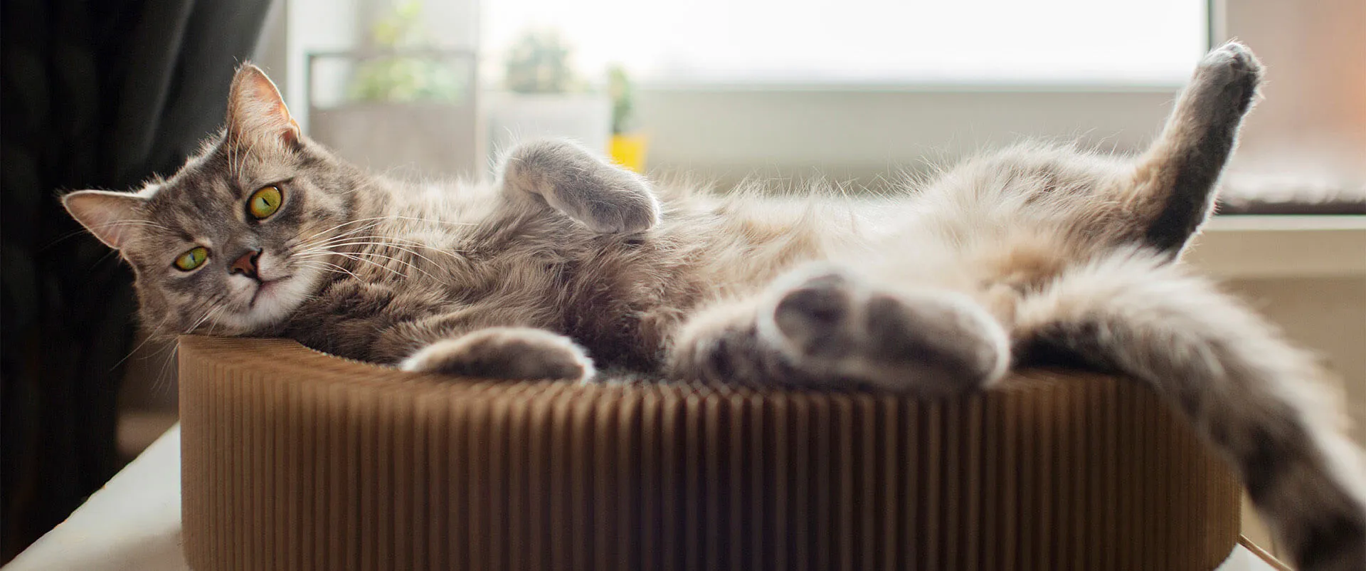 A fluffy cat sleeping on its back