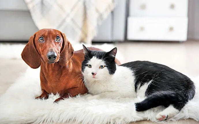 A dachshund and a black and white cat lying on a rug