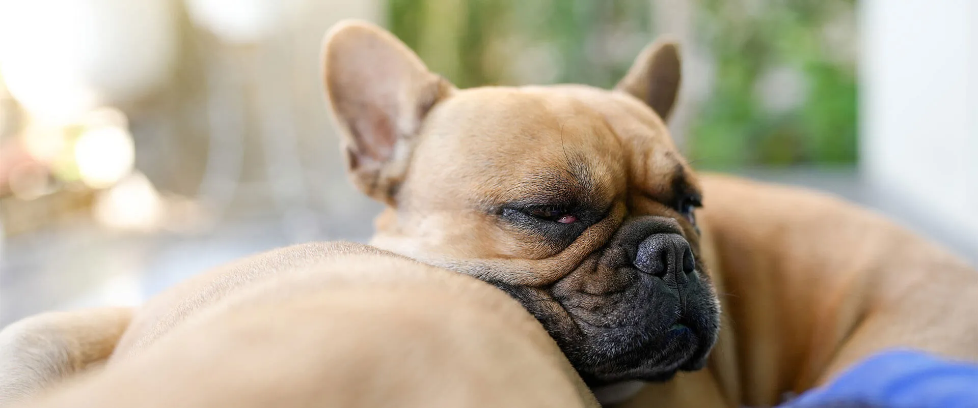 A French bulldog sleeping