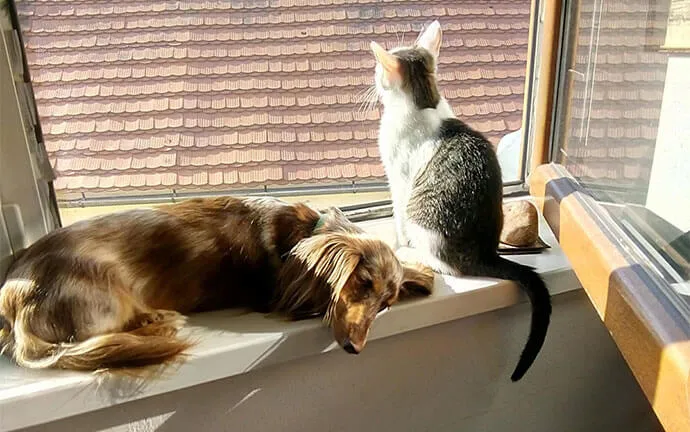 A long-haired dog and a cat relaxing on a windowsill