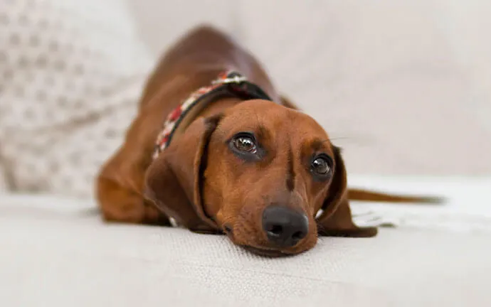 A dachshund resting on a bed