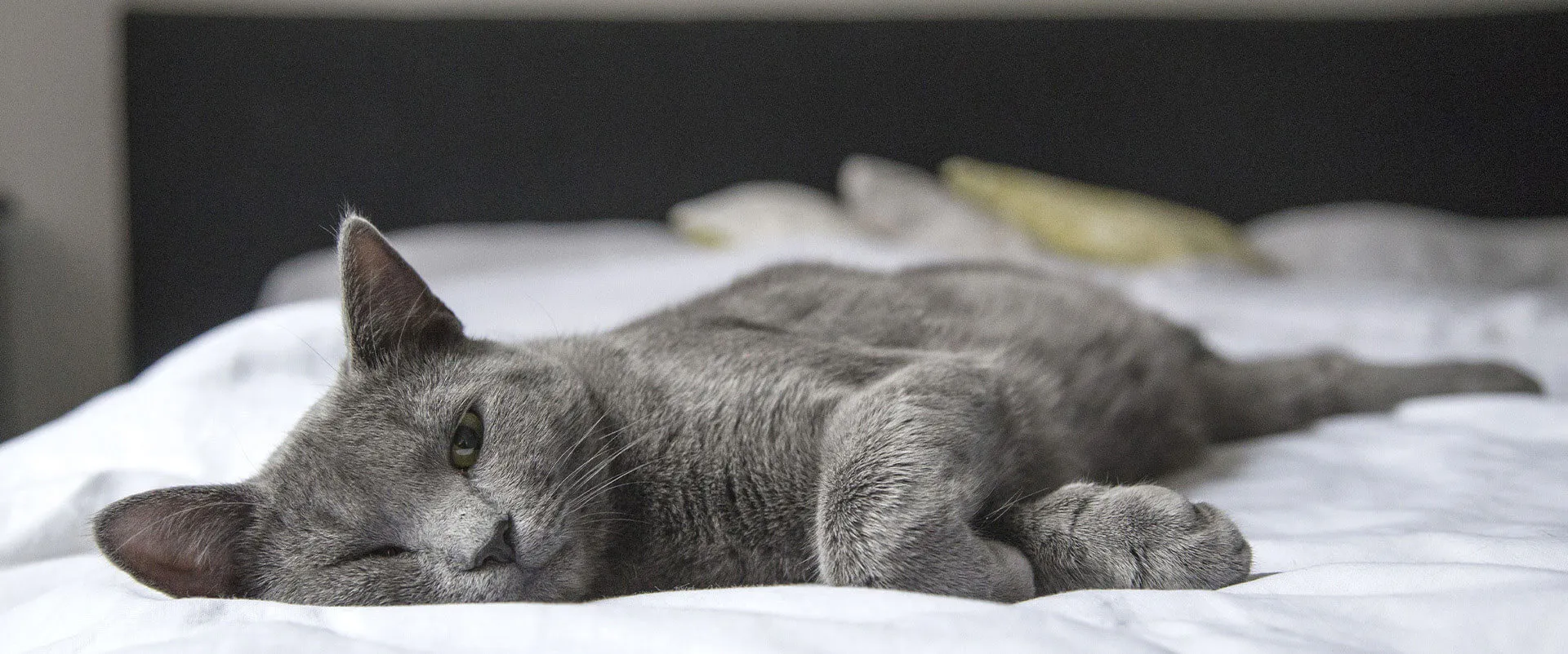 A gray cat sleeping on a bed