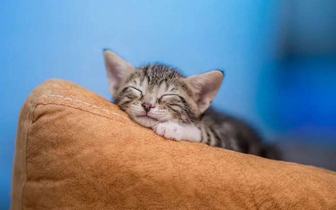 A tabby kitten sleeping on a cushion