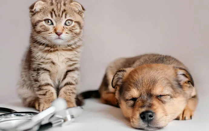 A tabby kitten sitting beside a sleeping puppy
