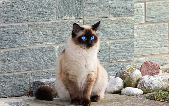 A blue-eyed Siamese cat sitting outdoors