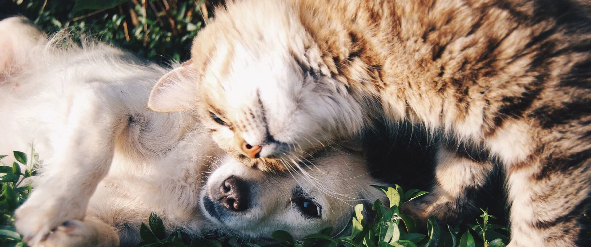 A fluffy orange cat cuddling with a golden dog