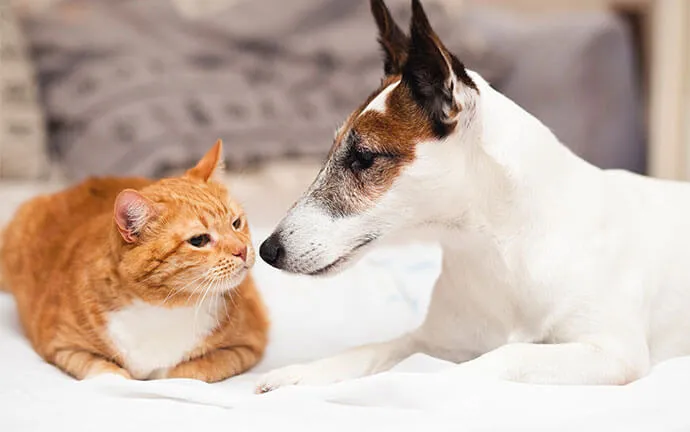 An orange tabby cat and a white and brown terrier touching noses