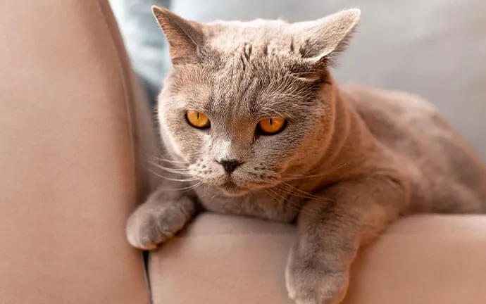 A British Shorthair cat lounging on a sofa