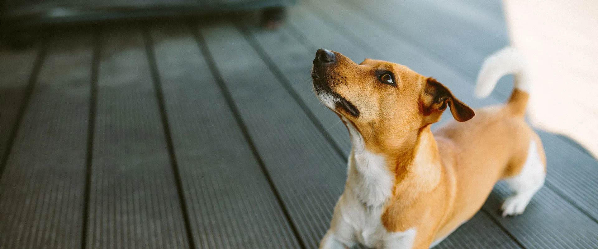 A tan dog looking up on a wooden deck