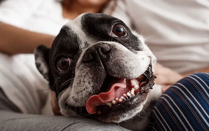 A happy French bulldog lounging with its owners