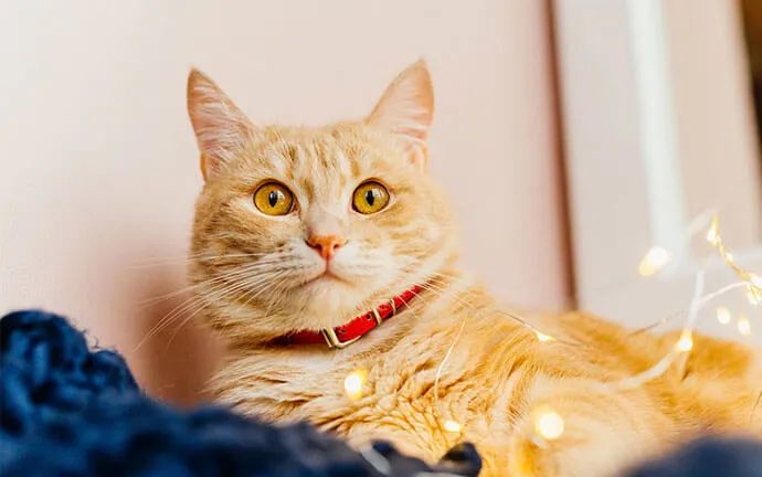 An orange cat with a red collar lying on a blanket