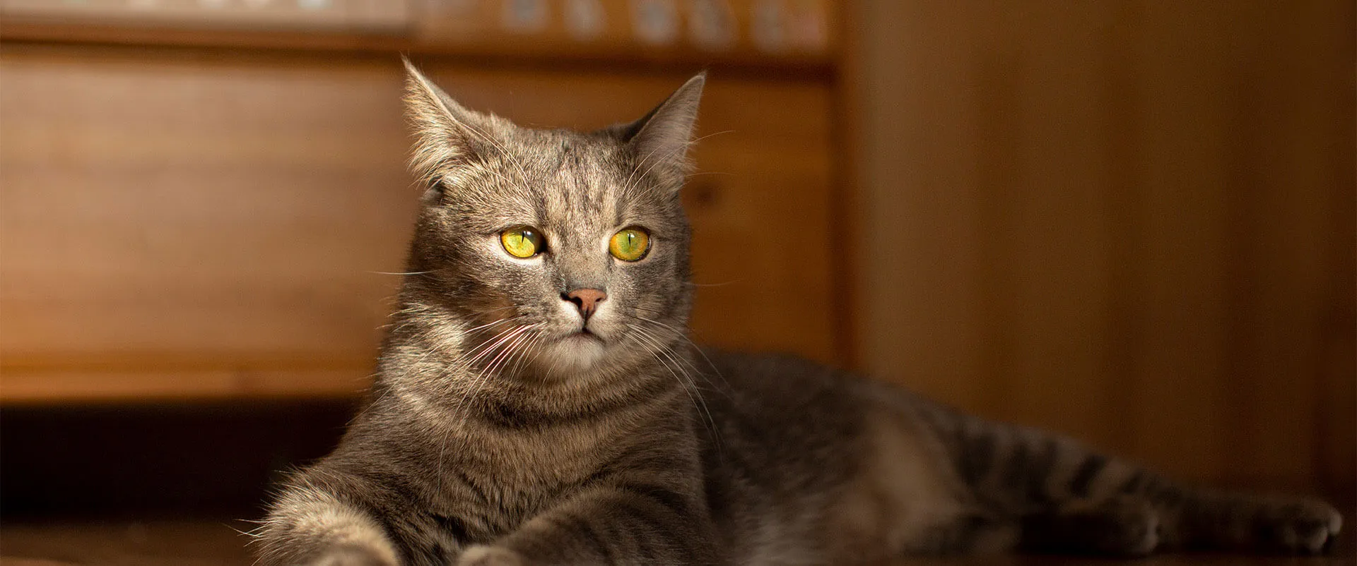 A tabby cat lying in warm light