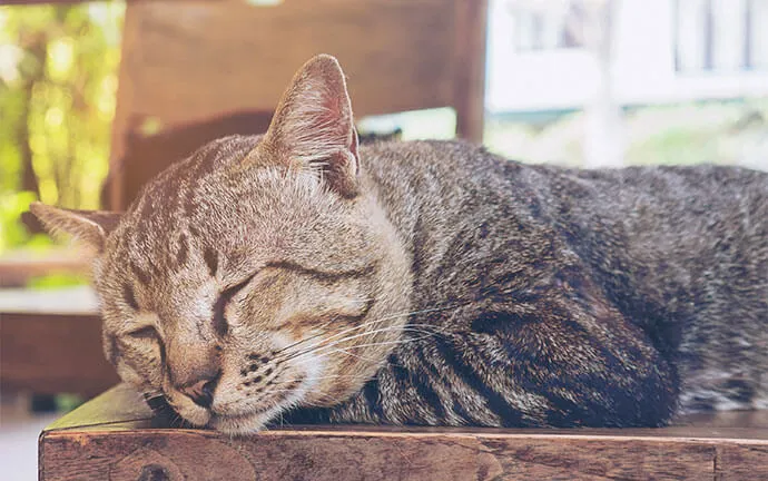 A tabby cat napping on a wooden table