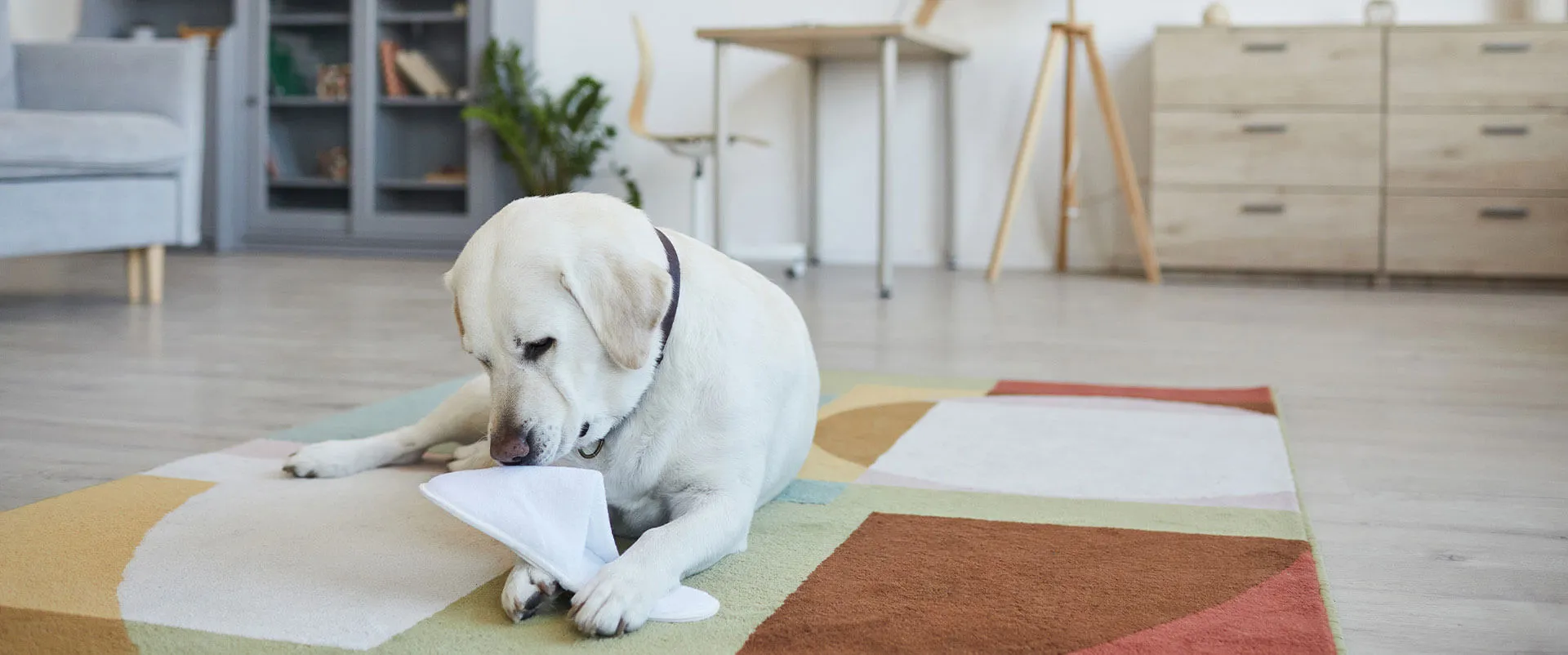 A yellow Labrador puppy playing with paper on a rug
