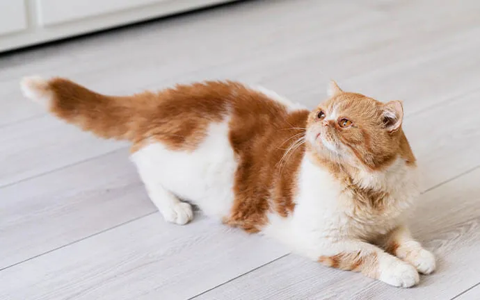 An orange and white cat crouching on a wooden floor