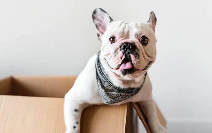 A French bulldog in a bandana peeking out of a box