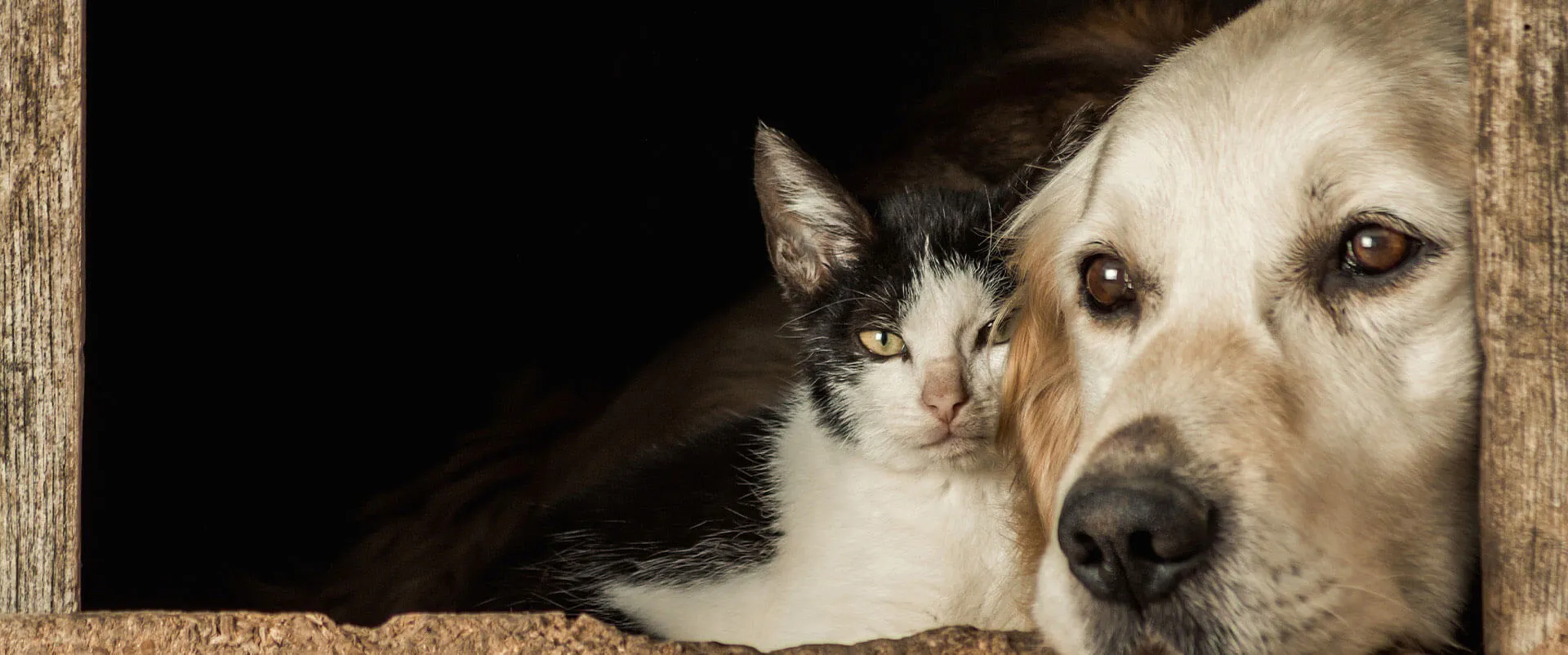 A black and white cat snuggled up with a golden retriever