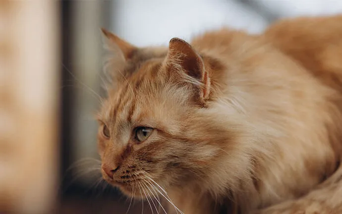 A long-haired orange cat resting