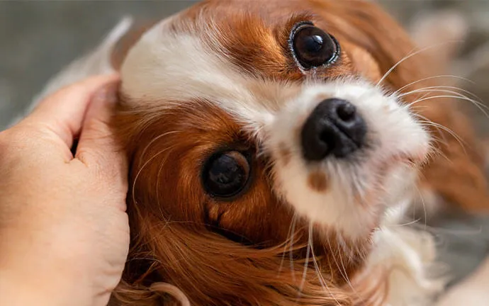 A Cavalier King Charles spaniel being petted