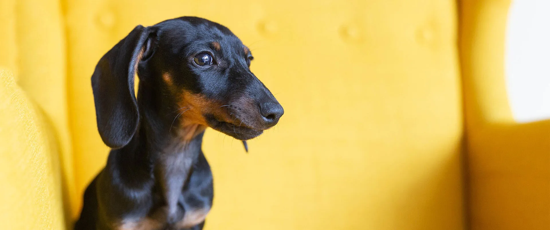 A black and tan dachshund against a yellow background