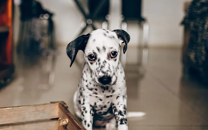 A Dalmatian puppy sitting on the floor