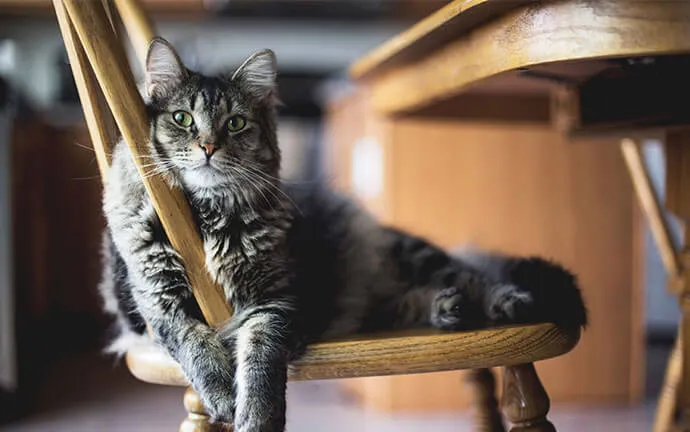 A tabby cat lounging on a wooden chair
