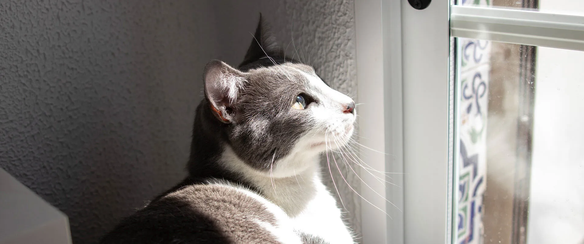A gray and white cat looking out a window