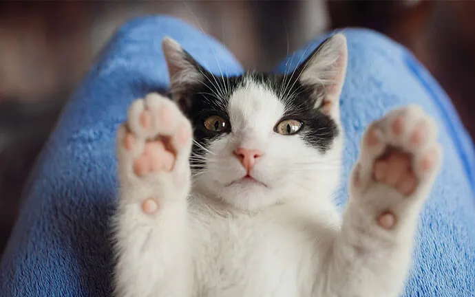 A black and white kitten reaching up with its paws
