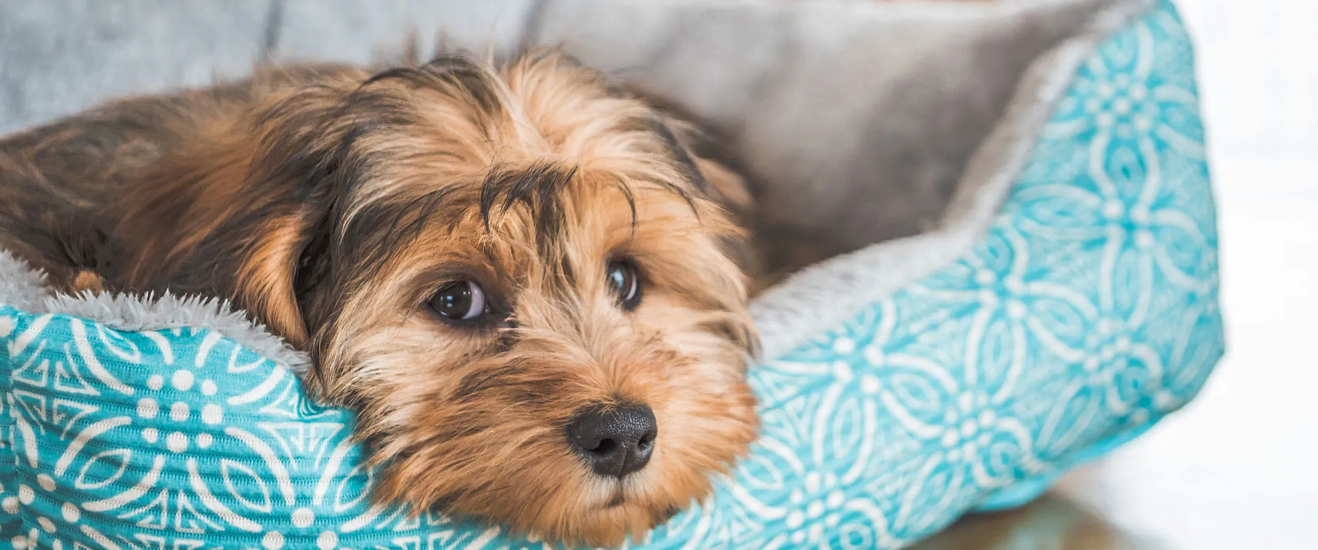 A Yorkshire terrier resting in a dog bed
