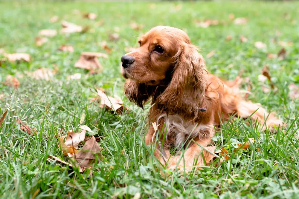 A cocker spaniel lying in the grass