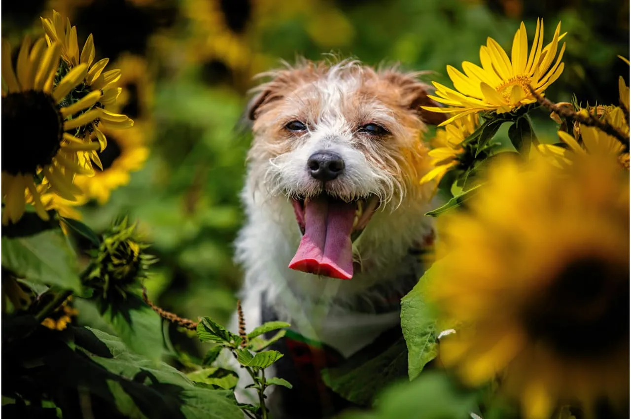 Jack Russell Terrier sitting in a sunflower field