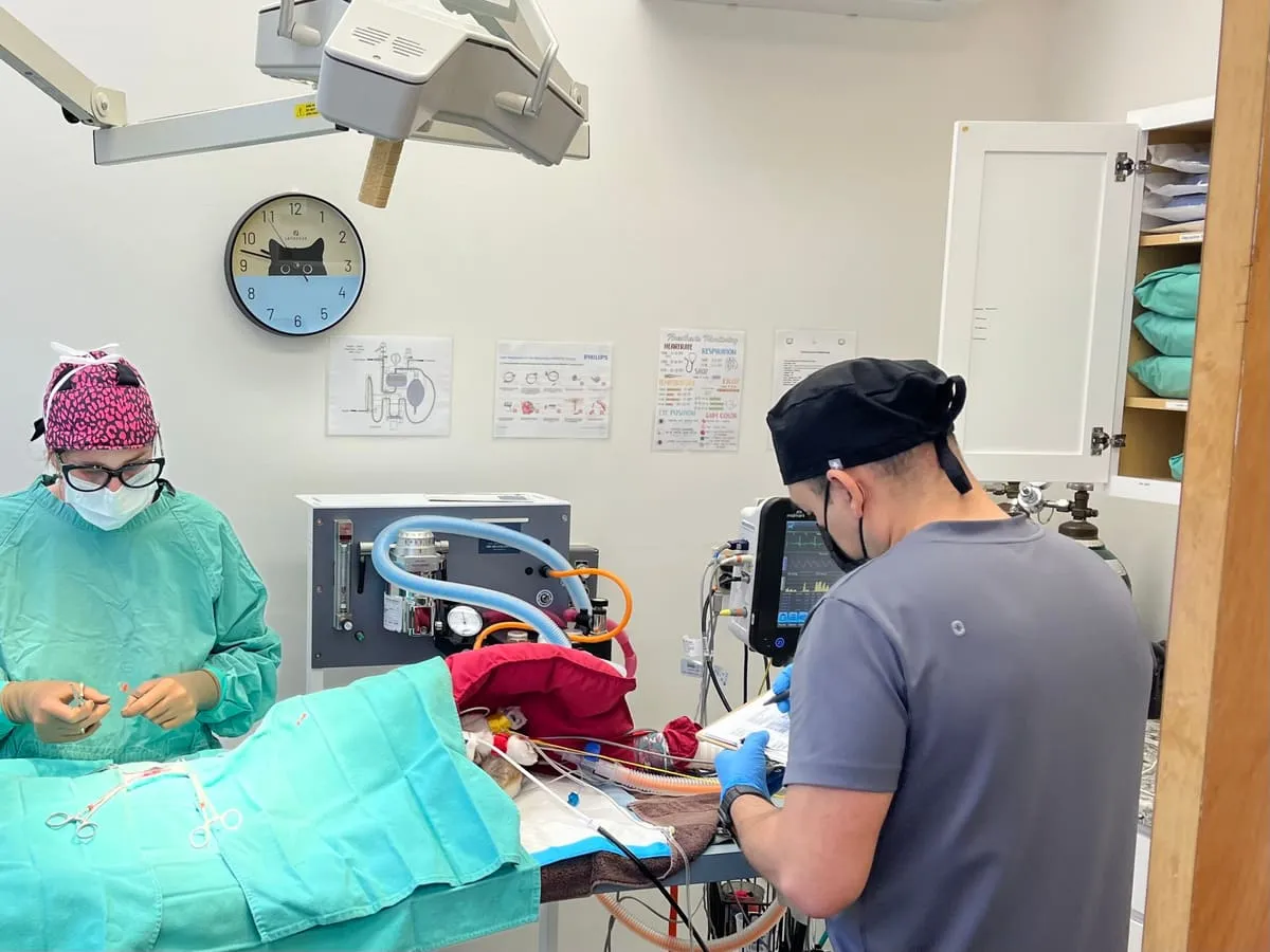 The surgical team at work in the operating room