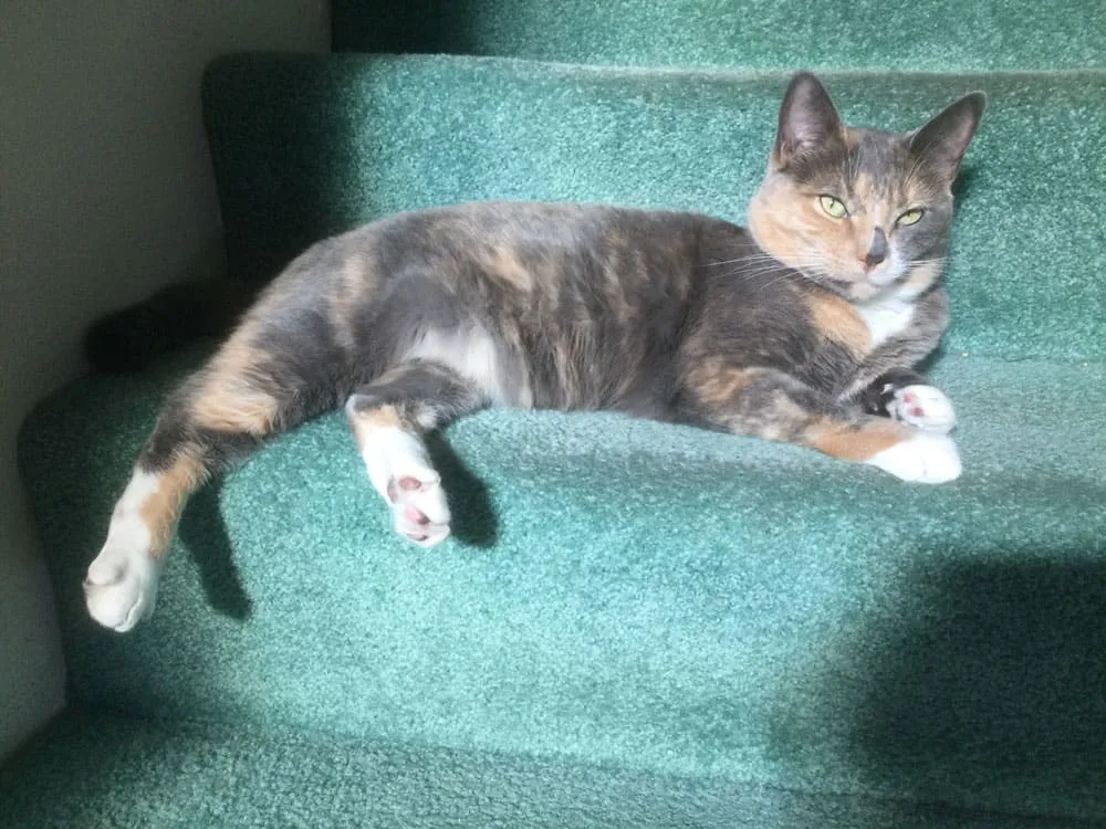 Sweetheart, a calico cat, lounging on carpeted stairs