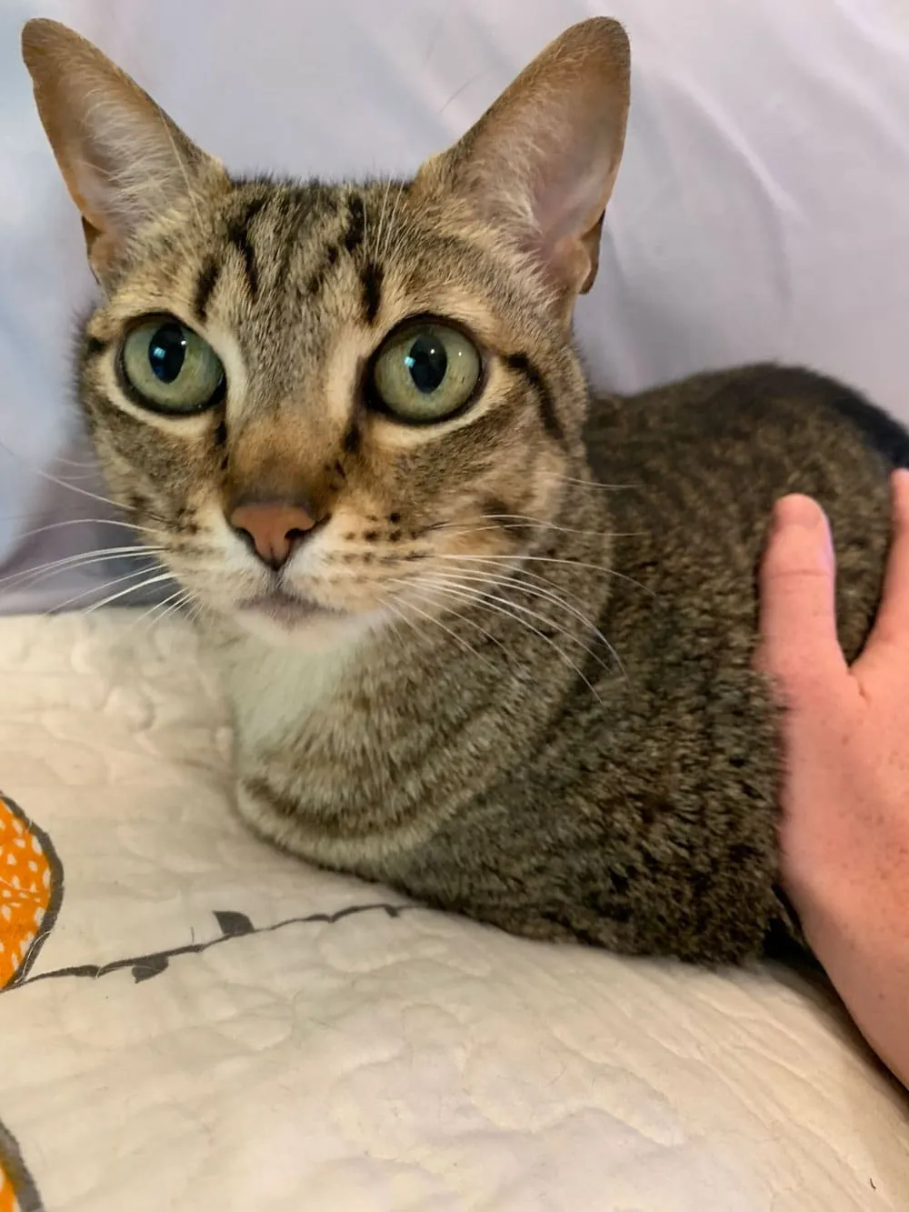 A close-up of a tabby cat with big green eyes