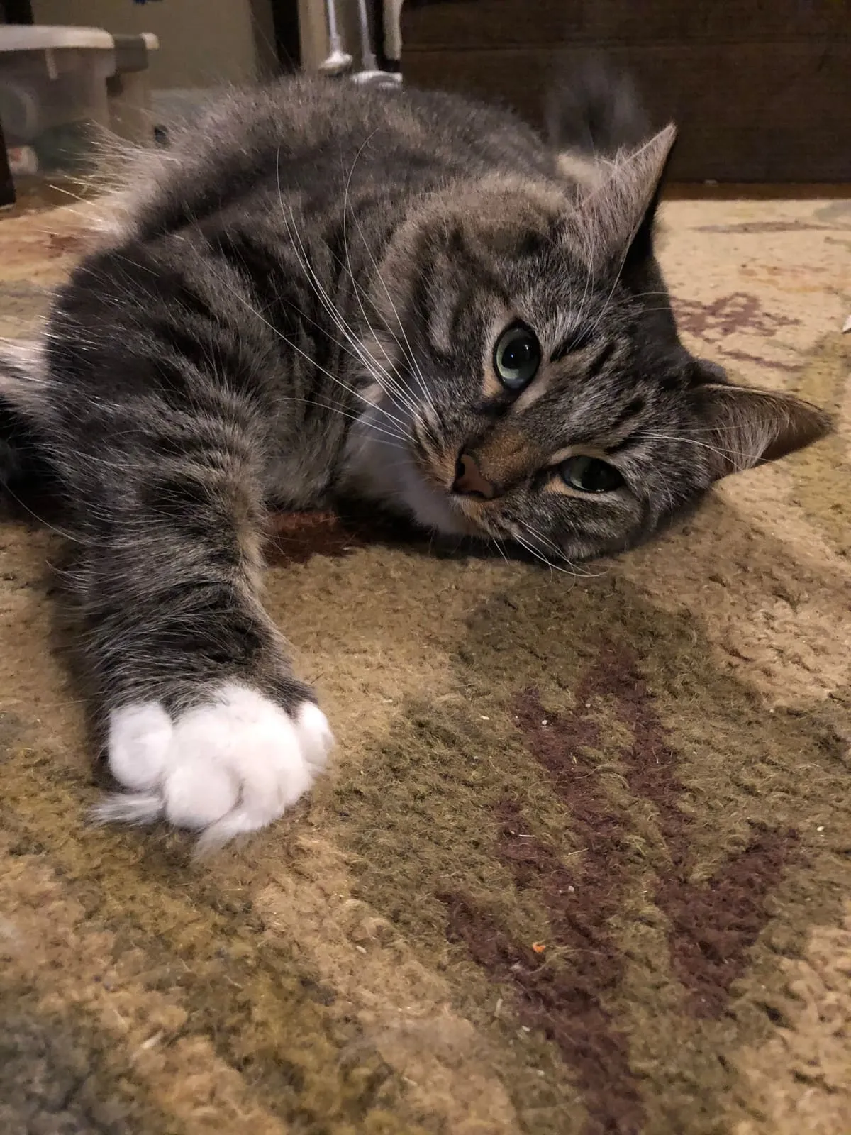 A tabby cat stretched out on a rug