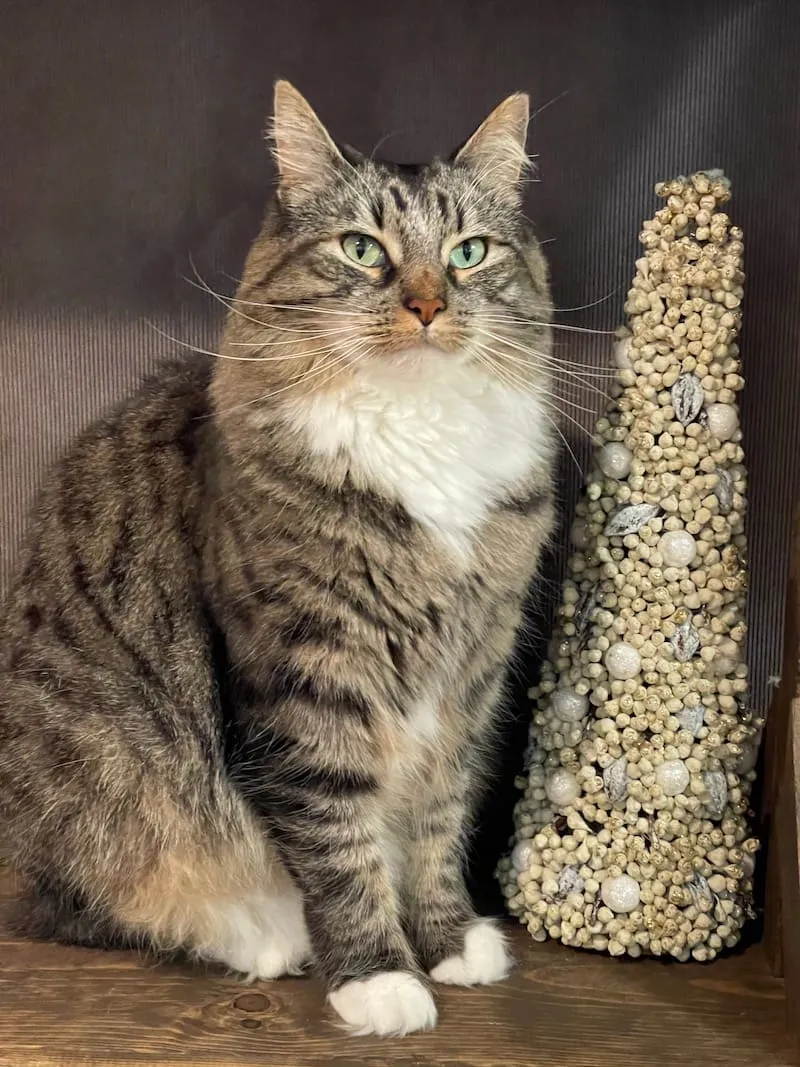 A tabby cat sitting beside a decorative tree